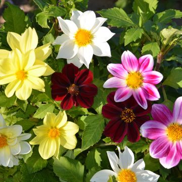 Dalie nane a fiore semplice in mix