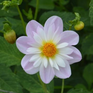 Dahlia a collerette Teesbrooke Audrey