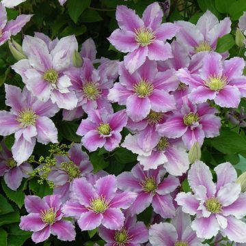 Clematis Piilu®