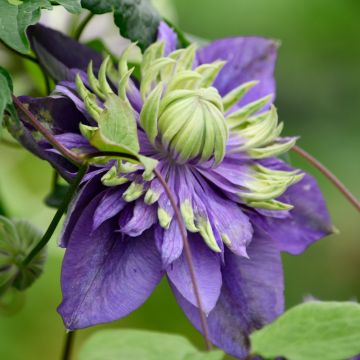 Clematide o Clematis Taïga