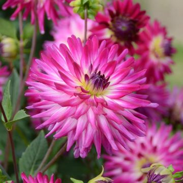 Dalia decorativa Audace