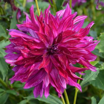 Dahlia decorativo a grandi fiori Bangkok Violet