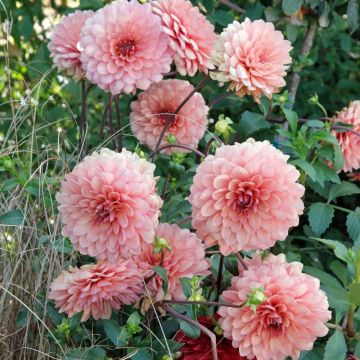 Dalia decorativa a grandi fiori Château de la Bourdaisière
