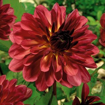 Dalia decorativa Antibes