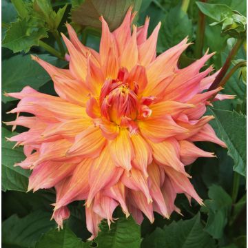 Dalia Cactus a grandi fiori Dentelle Eclair
