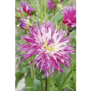 Dalia Cactus a grandi fiori Dentelle Arica