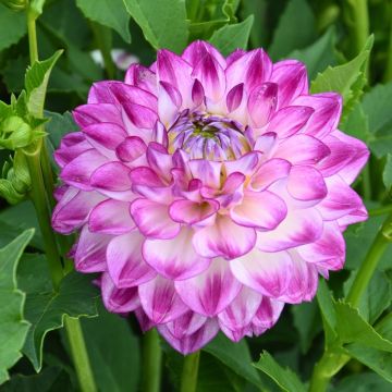 Dalia decorativa Berlingot