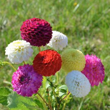 Dalie Pompon In Mix