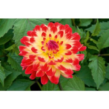 Dalia decorativa Dynastie
