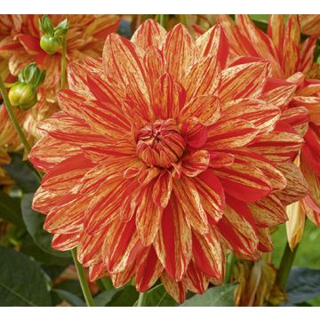 Dalia decorativa Neo