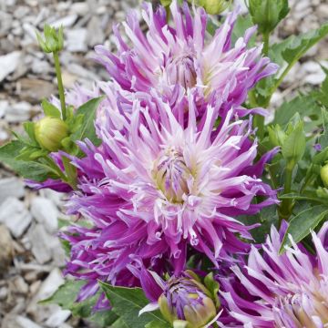 Dalia Cactus a grandi fiori Jil