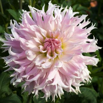 Dahlia cactus a fiori grandi Idillio