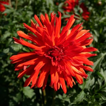 Dalia Cactus a grandi fiori Vulcania