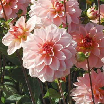 Dalia cespuglio Ankara