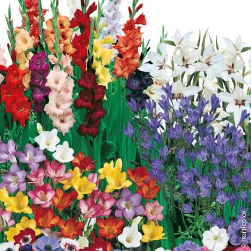 Assortimento 100 bulbi per bouquet