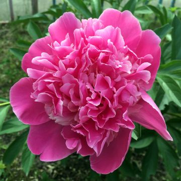 Peonia lactiflora Amabilis