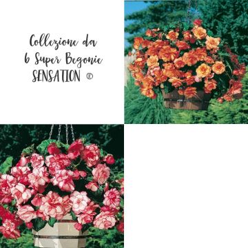 Collezione da 6 Super Begonie SENSATION ®