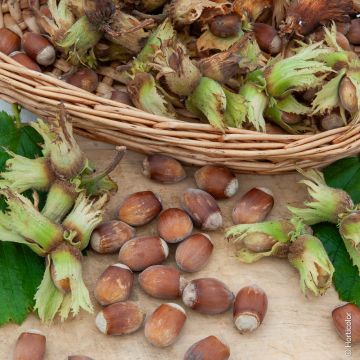 Nocciolo a Grandi Frutti