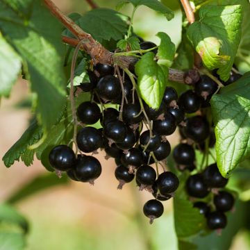 Ribes nero Andega (autofertile) Il vaso da 1.5L