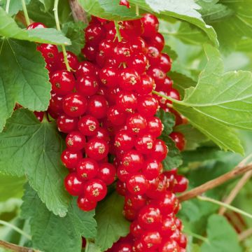 Ribes a grappoli Rosso Rovada