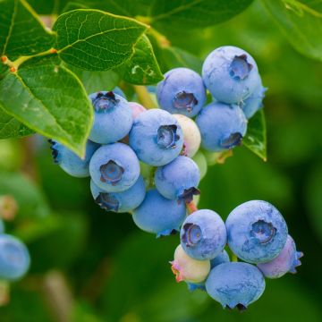 Myrtille Blue Crop - Vaccinum corymbosum 