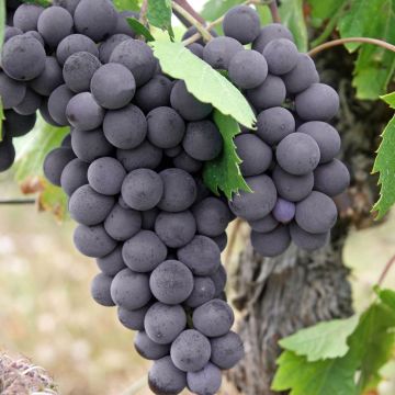 Vigne Fragola Isabella