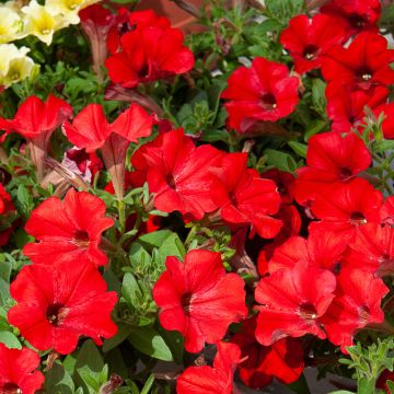 Pétunia SURFINIA ® RED ® Keirekul