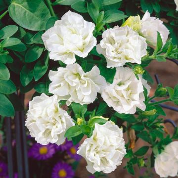Pétunia SURFINIA ® DOUBLE WHITE ® Sundaho