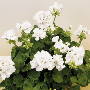 Géranium zonale semi-double TOSCANA ® Wenke Géranium zonale semi-double TOSCANA ® Wenke