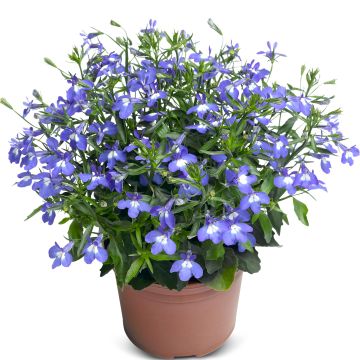 Lobélia TECHNO ® UP Sky Blue