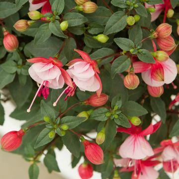 Fuchsia semi-retombant BELLA ® Hilda