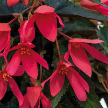 Bégonia boliviensis GROOVY F1 Rose Bégonia boliviensis GROOVY F1 Rose