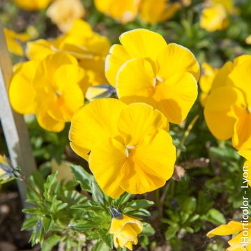 Viola del pensiero DELTA PREMIUM  a tinta unita giallo puro