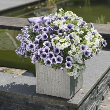 Composition Confetti Garden Shocking Blue