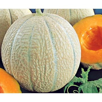 Melone Anasta F1 Pianta innestata