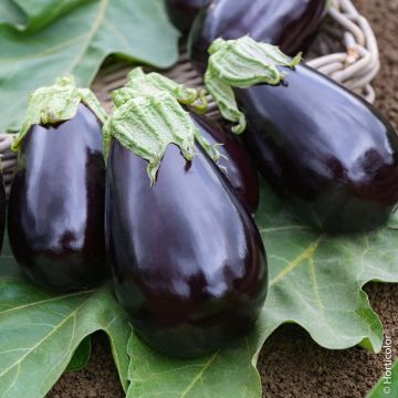Pianta di Melanzana tonda Bonica F1