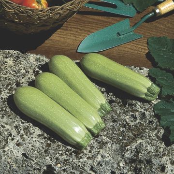 Zucchina bianca Lorea F1