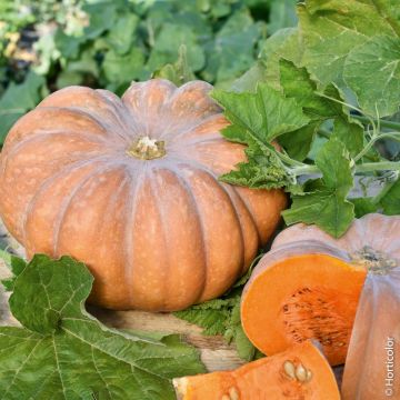 Plant de Courge Muscade