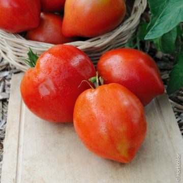 Pianta di Pomodoro Cauralina F1 Tipo Cuore di Bue