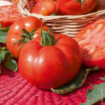Pianta di Pomodoro Maestria Ibrido F1