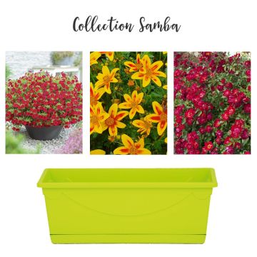Collection Samba Collection Samba