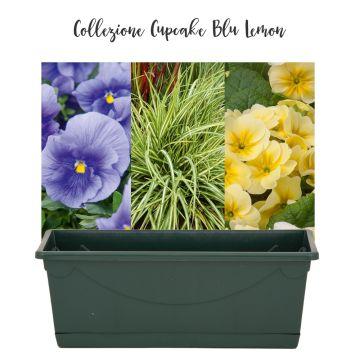 Collezione Cupcake Blu Lemon