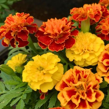 6 Garofani d'India Bonanza