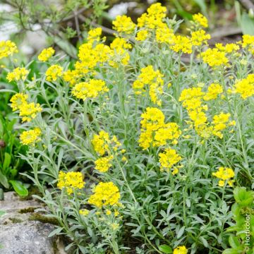 Alisso Montano - Alyssum