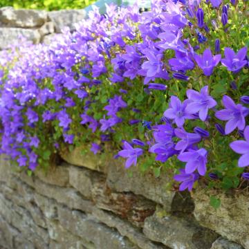 Campanula muralis