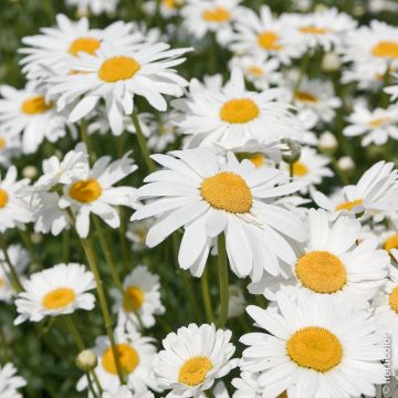 Leucanthemum maximum - Margherita d'estate a grandi fiori
