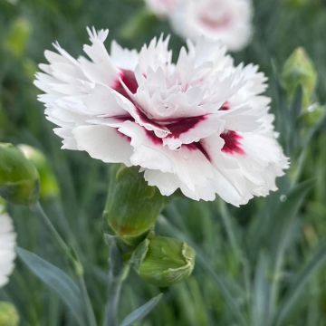 Garofano a Pennacchio ibrido Bright Eyes Garofano a Pennacchio ibrido Bright Eyes