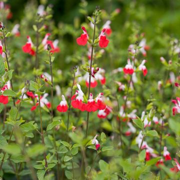 Salvia Hot Lips