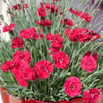 Garofano alpino 'Fire Star' Garofano alpino 'Fire Star'