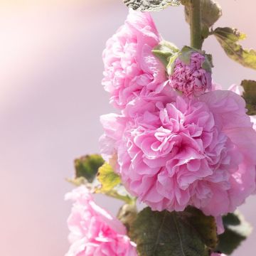 Alcea Malvarosa Malvone doppia - Colori misti Alcea Malvarosa Malvone doppia - Colori misti